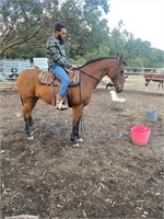 (VIC) BROWNI - STOCK HORSE GELDING