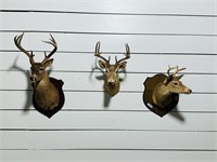 (3) Whitetail Deer Taxidermy Mounts