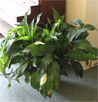 Indoor House Plant 36" Tall