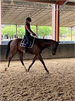 (NSW) LUCKY EXPRESS - THOROUGHBRED GELDING