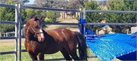 (VIC) MAX - WELSH A STALLION