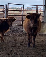 (VIC) MAUDE & MINDI - HIGHLAND COW & HEIFER CALF