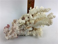 Natural coral fragment