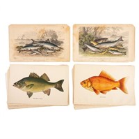 Collection of Fish Chromolithographs Incl. SF Dent