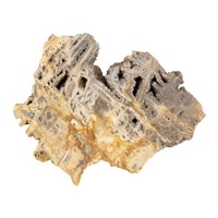 Agatized Coral Geode Specimen