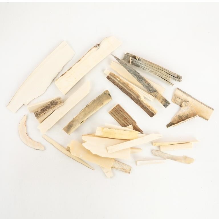 Collection of Woolly Mammoth Ivory Scraps