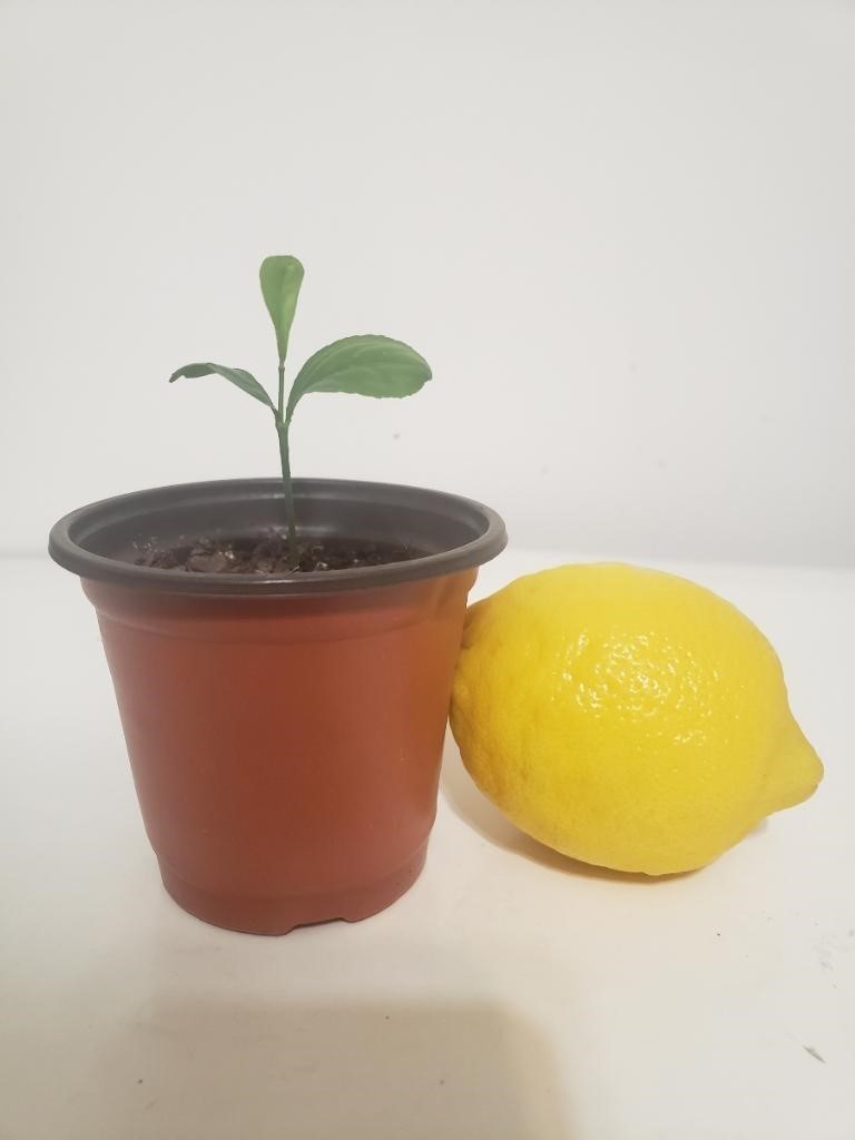 Meyer Lemon Tree Starter Plant