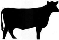 50 -1# pkgs ground beef, Black Angus & corn fed,