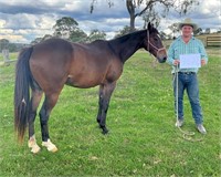 "Bushman" 2018 SH Gelding