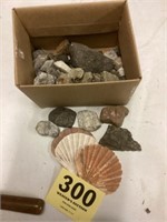 Box of rock, collection and shells
