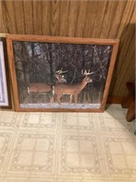 2 Deer pictures
