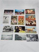 Old Color Postcards Mostly Animals Cats, Bear, Dog