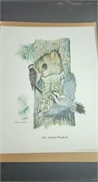 Red Cockaded Woodpecker print by D Raver approx