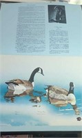 Canada Goose by Gene Gray and info about the