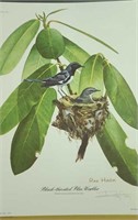 Ray Harm signed Black throated Blue Warbler print