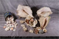 Vintage Seashells, Conch Shells, Coral, Nice Asst