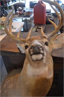 10 Point Mounted White-tailed Buck