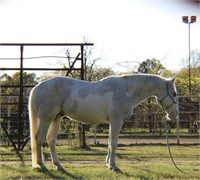 APHA PISTOLS TRIANGLE GOLD