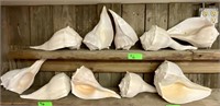 10 Ivory Atlantic Welk Conch Shells