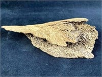 Estate Fresh Animal Bone Fossil