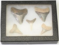 (5) assorted Sharks Teeth in Glass top display