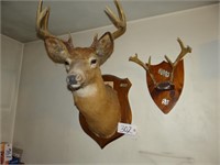 Deer and Horn mounts