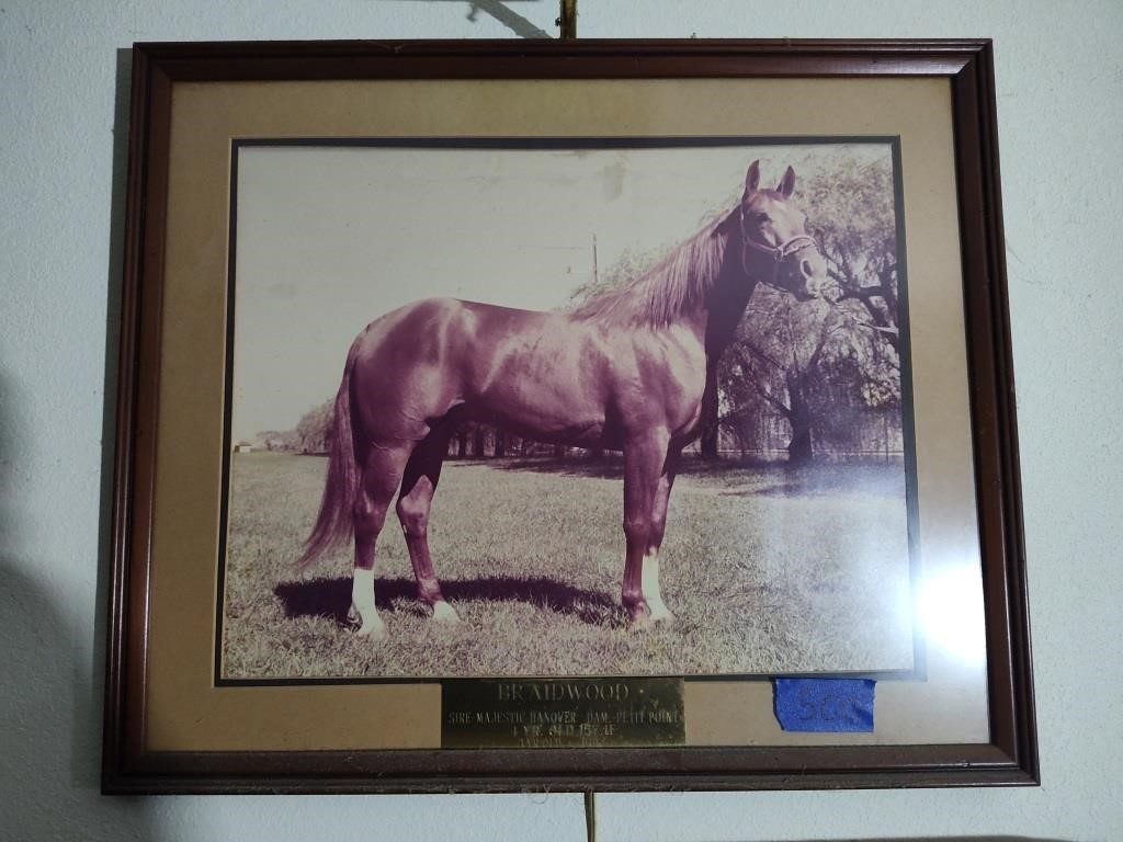 Briarwood  horse picture