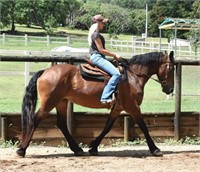 "Mystic Vixon Virgo" 2010 Friesian x Clydesdale