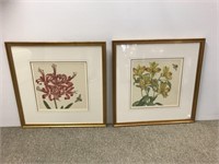 Pair large botanical framed prints