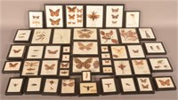 Large Collection of Taxidermy Insect Specimens.