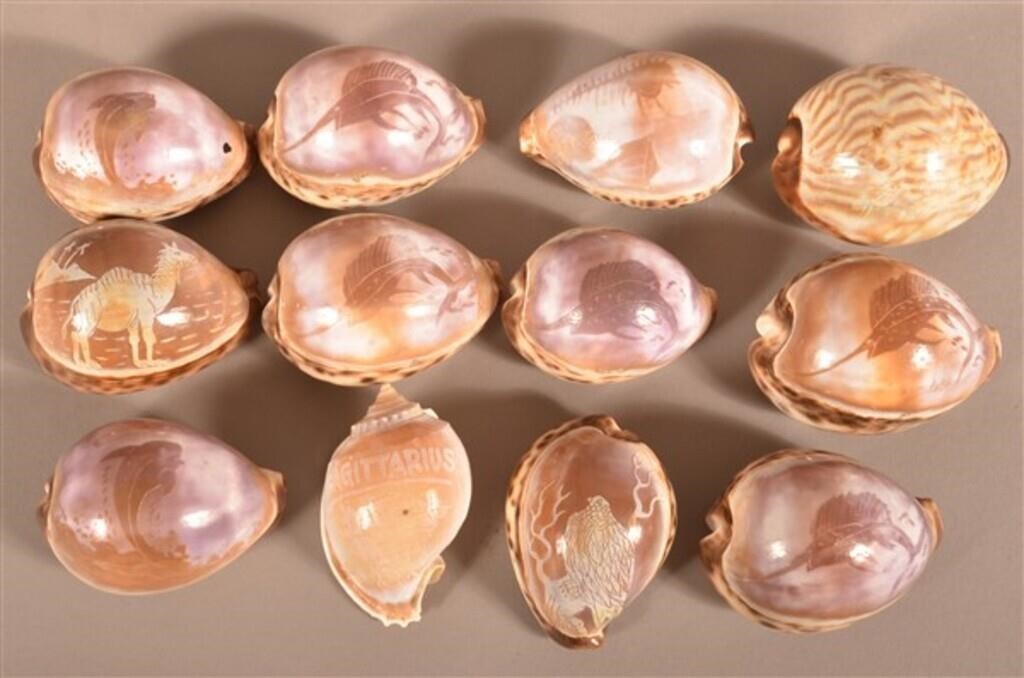 12 Vintage Carved Tiger Cowrie Seashells.