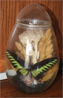 Butterfly display in glass dome case
