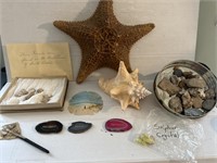 Giant Star Fish, Conch Shell, Painted Sand