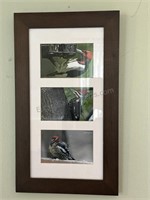 Woodpecker Series by local photographer DEB DREW