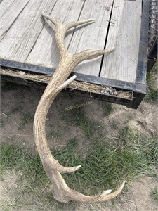 Elk Antler Shed