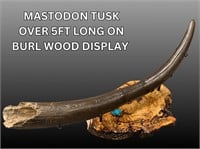 Beautiful petrified 63 inch mastodon tusk with dis