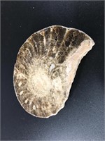 Ammonite fossil with a lovely spiral visible throu