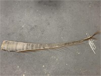 Old light grey strip of baleen 57" long,