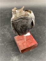 Ancient fossilized tooth, with wood base, overall
