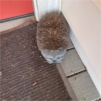 Hedgehog boot scraper