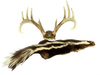 A Taxidermy Skunk Hide & Whitetail Deer Skull Cap