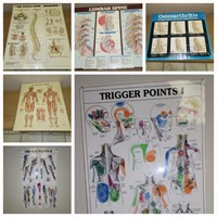 Spine and Human Anatomy Laminated Posters