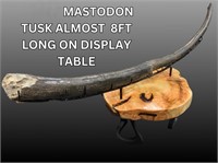 2 PART MASTODON TUSK OVER 9 FT LONG ON DISPLAY