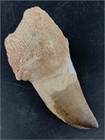 Dinosaur claw fossil specimen 4.25"