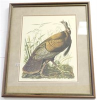 Audubon Wild Turkey Frame 24.5x22