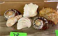 Turbo sarmaticus Shells, Clam Shells and