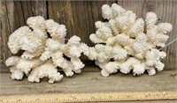 2 Catspaw Coral Specimens