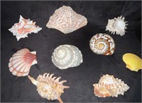 Premium Shell Collection