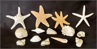 Premium Starfish and Shell Collection