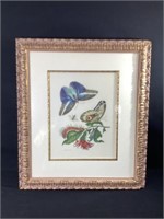 Ornithoptera Butterfly Print,Signed